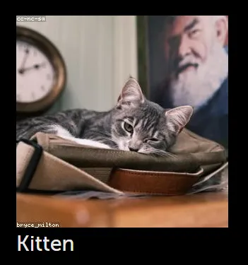 Kitten Browser Step 1