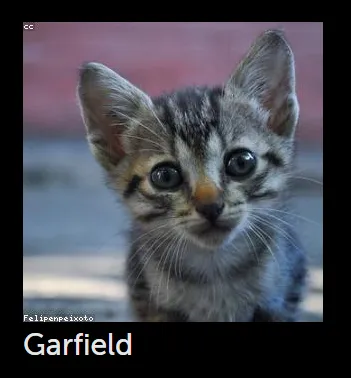 Kitten Browser Step 2